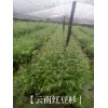 保山较大的云南红豆杉基地#云南红豆杉基地种苗销售价格