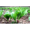 大量收购新鲜野生韭菜