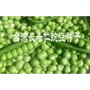 豌豆仁种子快递&豌豆仁种子货到付款087164155848