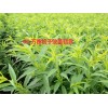 开远早熟桃子苗批发|开远桃苗多少钱一棵|红河桃苗价格|