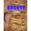 党参种植基地市场/报价臭党参供货商