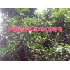 2016正宗昌宁古树茶价格@生产百度古树茶散茶(单株生态茶)