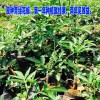 青花椒年种植就挂果的苗/两年见效益