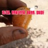 云南鸡心芒果/世界稀少的芒果，香味独特，甜味超好