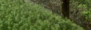 云南腾冲松油果（红豆杉）树苗