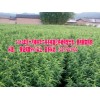 冬桃树苗那里有卖@适合云南种植的冬桃树苗批发