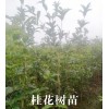 桂花苗圃/桂花种植基地价格#桂花树苗批发市场报价