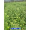 云南云南红豆杉(油松果)，红豆杉品种(红苗)◆紫杉醇树种