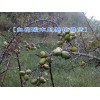 保山龙陵白花酸木瓜种植户直销|哪里有白花酸木瓜供货商