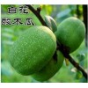 云南白花酸木瓜供应销售信息|优质云南白花酸木瓜基地直销