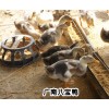 八宝鸭多少钱一只*今日八宝鸭批发价格*生态养殖八宝鸭行情