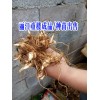 云南重楼|丽江重楼种子价格|重楼种苗哪里在出售?