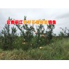 丽江石榴树价格% 云南石榴树苗基地%云南软籽石榴种苗销售