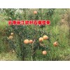 石榴树苗供应-量大实惠|出售石榴树苗|常年供应石榴树苗|