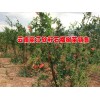 云南软籽石榴小苗基地&  云南石榴树苗*  软籽石榴树苗