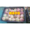冬桃苗哪里的好/宾川!冬桃苗销售供应信息&冬桃苗批发采购