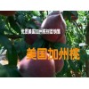 云南美国加州桃苗批发厂家&映霜红桃苗适合海拔多少地方种植%