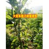 2年车厘子树苗基地%云南车厘子小树苗