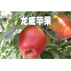 苹果新品种龙威苹果@龙威苹果含糖量&果农嫌钱品种