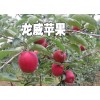 苹果新品种&龙威苹果果肉黄白色,单果重260克