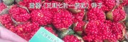滇重楼种子(图片)
