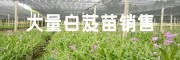紫花三叉大白芨图片(种苗/成品)
