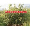 100万株突尼斯软籽石榴种苗出售|软籽石榴树苗订购量100株