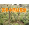 天冬种子供应*天冬小苗供应价格*天冬苗多少钱一棵(天冬价格)