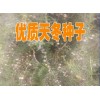 买天冬种子免费种植技术指导&新云南天冬中药材销售信息