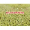 独定子种植户种子|黄草乌|楚雄黄草乌种植户|黄草乌种子价格|