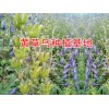 楚雄紫金龙批发市场报价