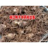 丽江2016.10新附子/产地玛咖出售&优质(附子/玛咖)