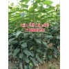 云南车厘子苗批发价_车厘子苗多少一株?
