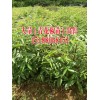 青花椒苗价格*哪里有青花椒苗出售.&九州苗木场