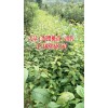 {供应}野樱桃苗_野樱桃苗哪里能买到?野樱桃苗多少钱一株?