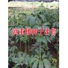 滇重楼种子品种纯, 发芽率高,全国免邮提供种植技术作保障
