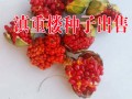 滇重楼种子