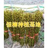 成都银柳采购/银柳今日批发市场报价