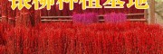 优质银柳批发