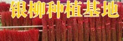 云南/四川银柳价格