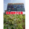 2016年滇重楼种子价格|滇重楼|滇重楼种苗|滇重楼价格|