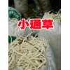 小通草_销售小通草中药材信息