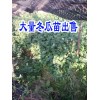冬瓜苗文山麻栗坡价格*文山冬瓜苗哪里能买到*草果苗栽种条件