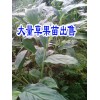 适合云南种植的草果苗@文山冬瓜苗|云南草果苗批发商