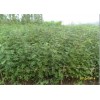 山西花椒苗/陕西花椒苗/韩城花椒苗=花椒苗品种