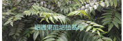 枇杷树苗