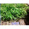 花椒苗哪里有卖_花椒苗小树苗各规格批发_花椒苗新批发价格