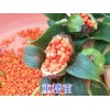 重楼苗_重楼种苗销售_云南重楼种苗销售_重楼种苗供应商