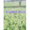 腾冲油松果苗@保山油松果苗木& 油松果小苗& 油松果种苗