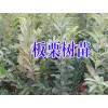 2016年板栗苗价格@云南板栗苗价格是多少?板栗树苗批发价格